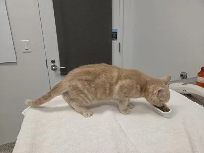 A baby small-sized male Buff / Tan / Fawn Domestic Short Hair cat named Garfield for adoption in Kansas City, MO