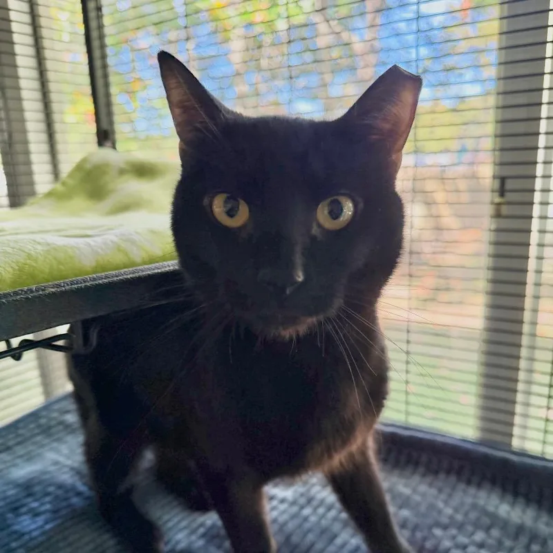 An adult medium-sized male Black Domestic Short Hair cat named Binx for adoption in Hampton Bays, NY