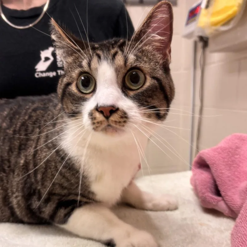 An adult large-sized male Domestic Short Hair cat named Deacon for adoption in Murray, UT