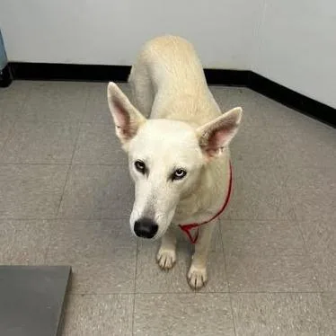 A young large-sized female White / Cream Husky dog named Pearl for adoption in Bastrop, TX