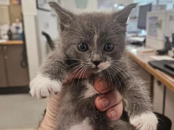 A baby small-sized male Domestic Short Hair cat named Strobe for adoption in Van Nuys, CA
