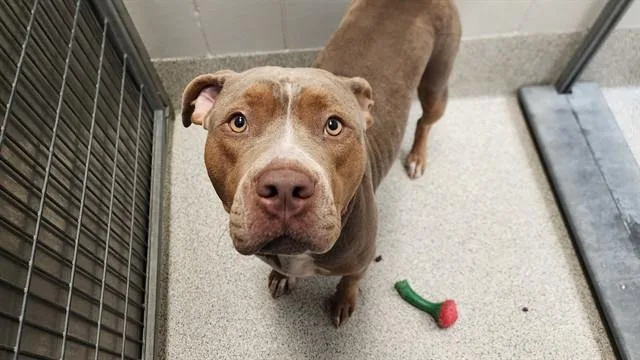 An adult large-sized female Boxer dog named Danica for adoption in Omaha, NE