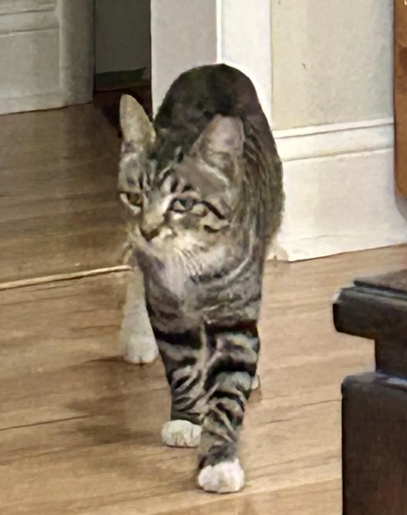 An adult medium-sized male Tabby (Brown / Chocolate) Tabby cat named Calvinfiv Positive for adoption in pensacola, FL