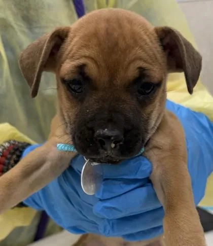 A baby small-sized female Terrier dog named Jade for adoption in Honolulu, HI