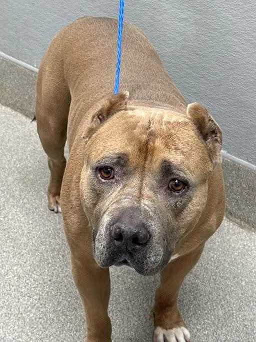 An adult large-sized male Pit Bull Terrier dog named Carl for adoption in Las Vegas, NV