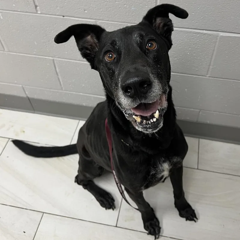 Loki  Pancho thumbnail 2