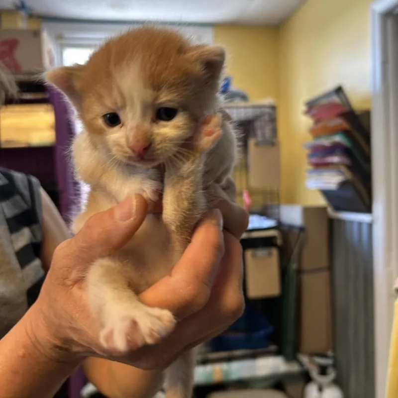 A baby small-sized male Orange / Red Domestic Medium Hair cat named Colin for adoption in Pennsville, NJ