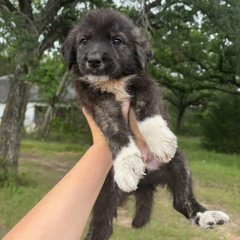 A baby small-sized male Brindle Great Pyrenees dog named Nugget for adoption in Waco, TX