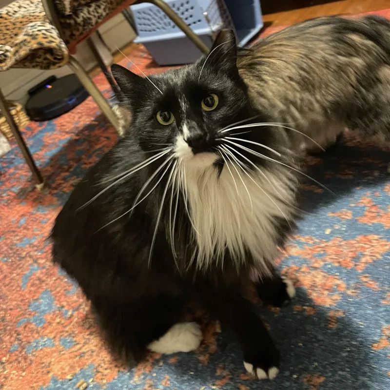 An adult large-sized male Black & White / Tuxedo Domestic Long Hair cat named Sebastian for adoption in Scranton, PA