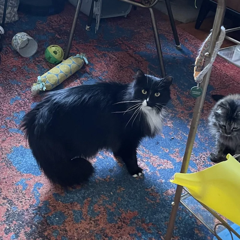 Sebastian thumbnail 2