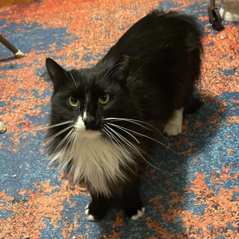 Sebastian thumbnail 3