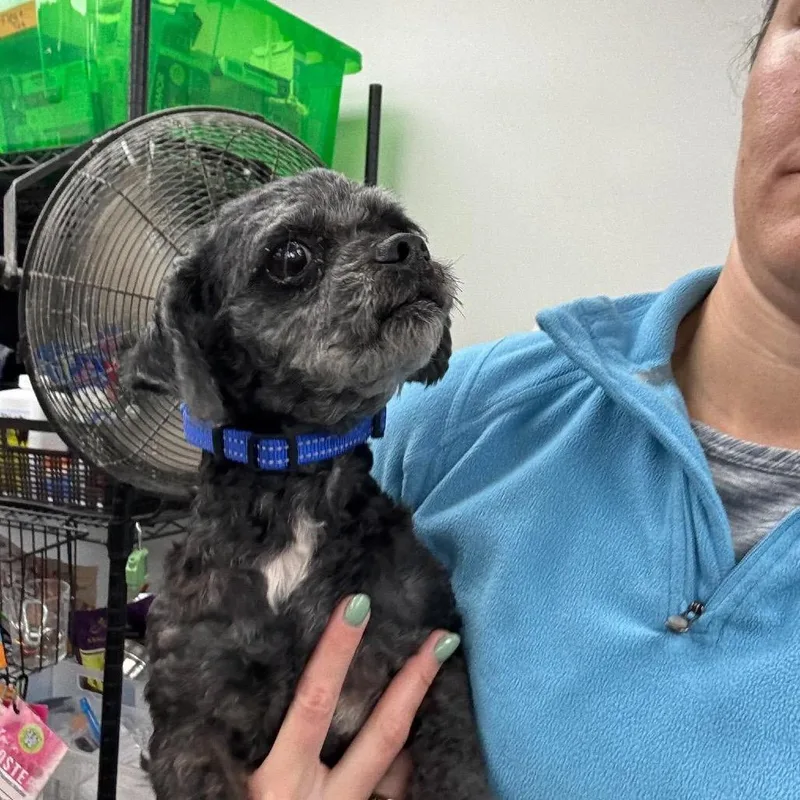 A senior small-sized male Black Mixed Breed dog named Beau for adoption in Fredericksburg, VA