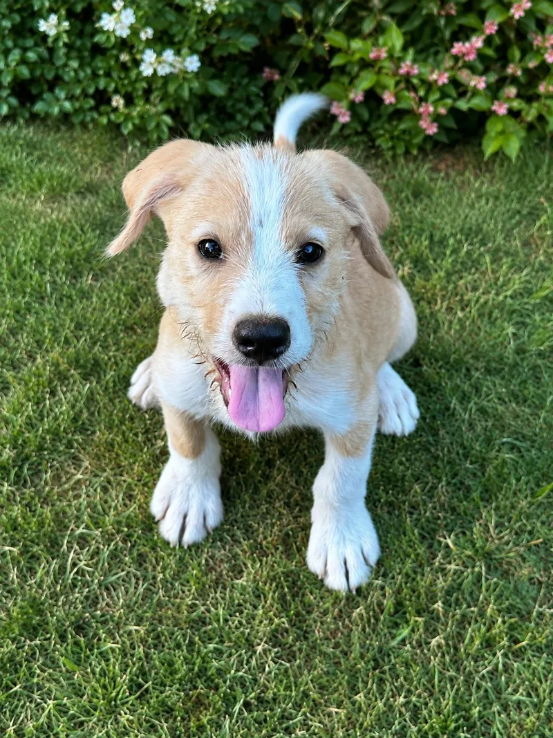 A baby medium-sized male White / Cream Labrador Retriever dog named Bodie for adoption in Pleasant Valley, NY