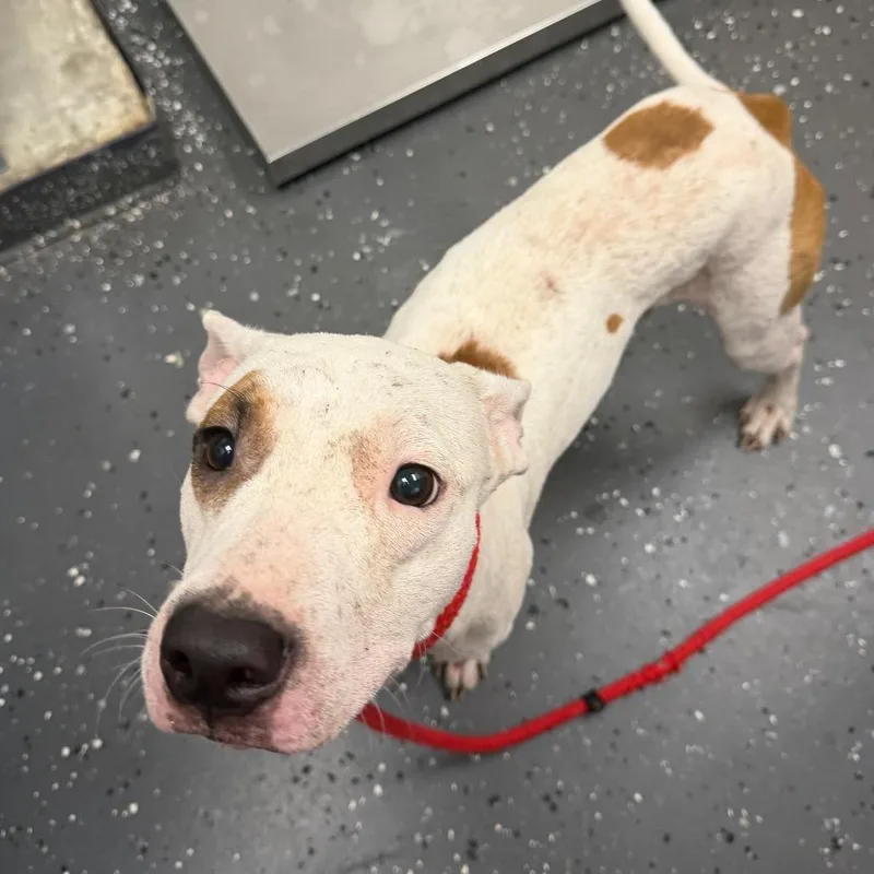 An adult medium-sized male White / Cream Mixed Breed dog named Big Mac for adoption in Columbiana, AL