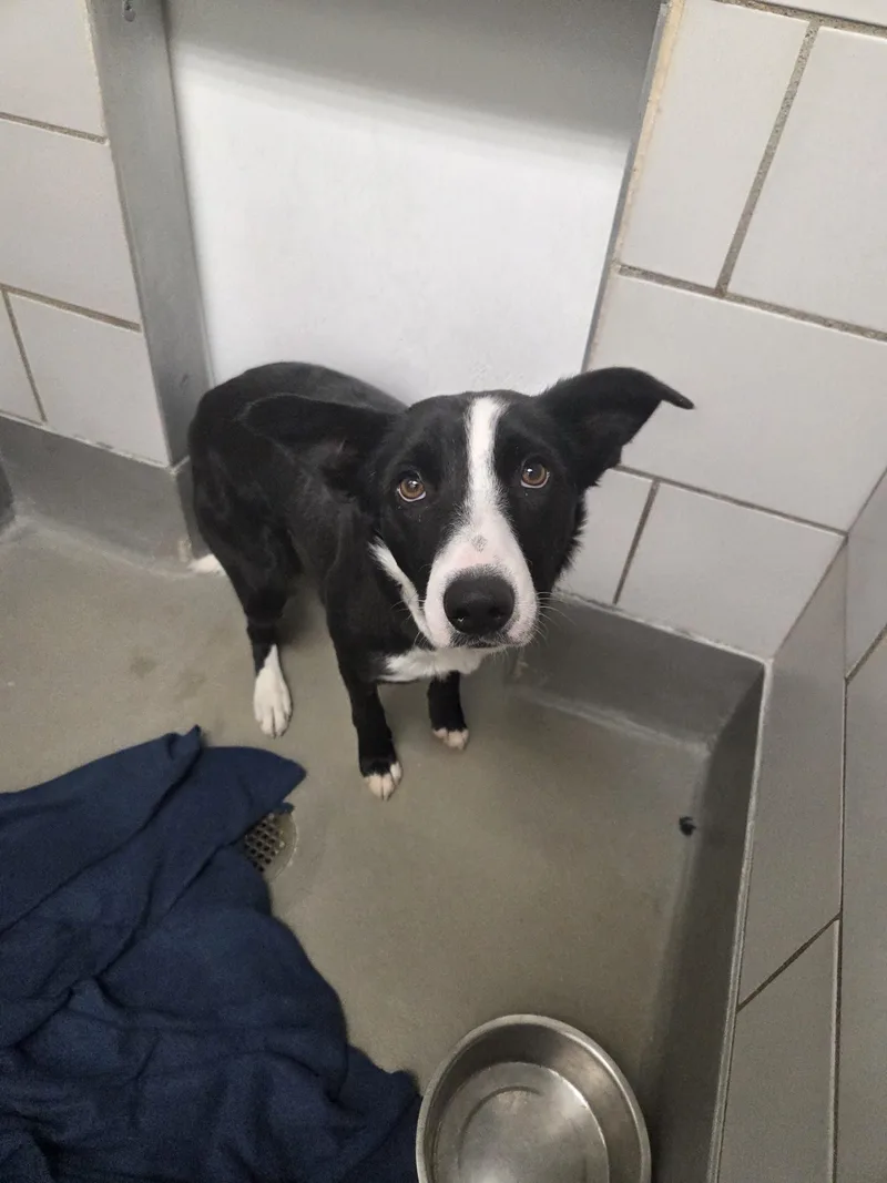 A young medium-sized female Bicolor Border Collie dog named Quincy for adoption in Grand Junction, CO