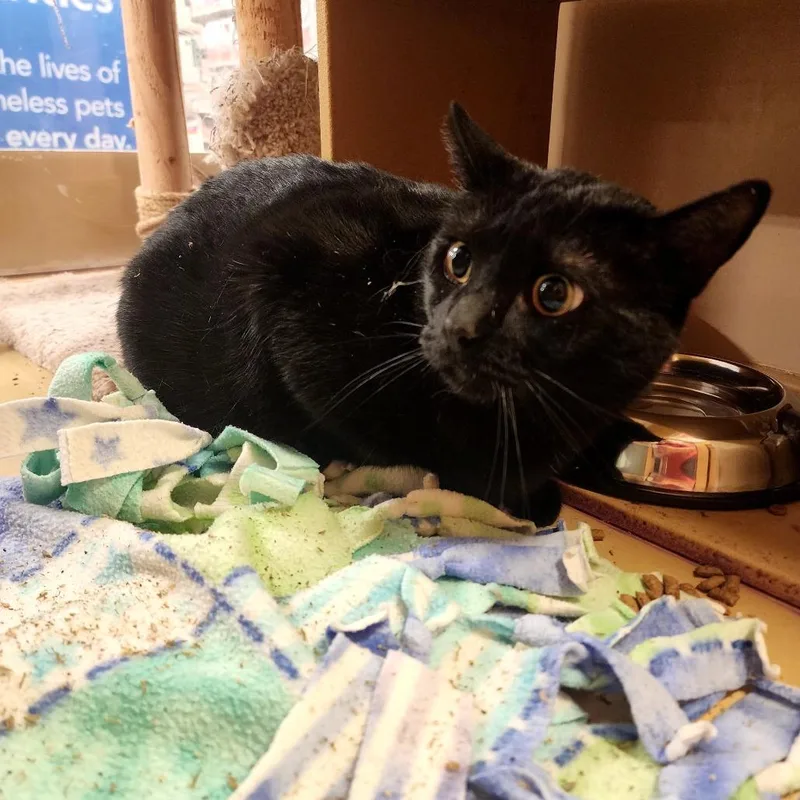 An adult small-sized male Black Bombay cat named Onyx for adoption in Grantsville, UT