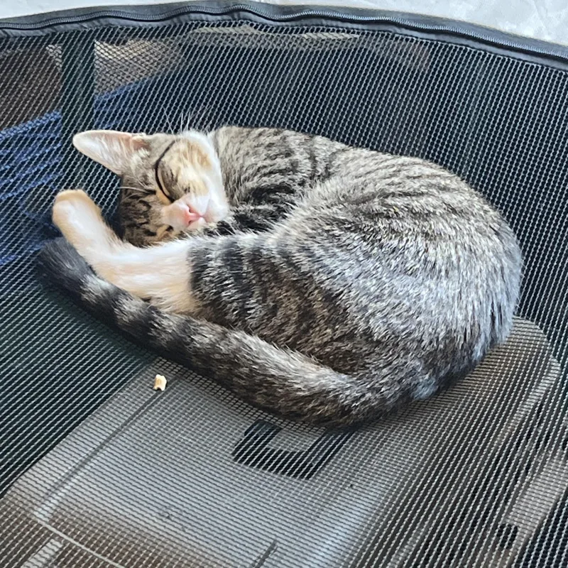 A baby medium-sized male Tabby (Brown / Chocolate) Domestic Short Hair cat named Preston for adoption in Colonia, NJ
