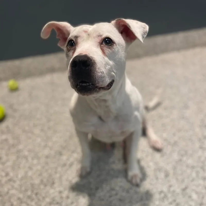 Gertrude thumbnail 4