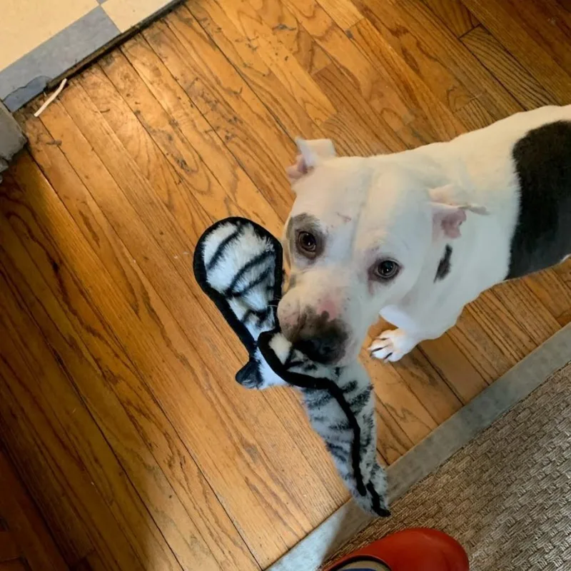 Gertrude thumbnail 5