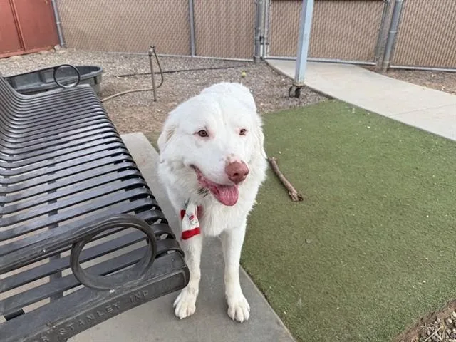 A young large-sized male Maremma Sheepdog dog named Rex for adoption in Phoenix, AZ