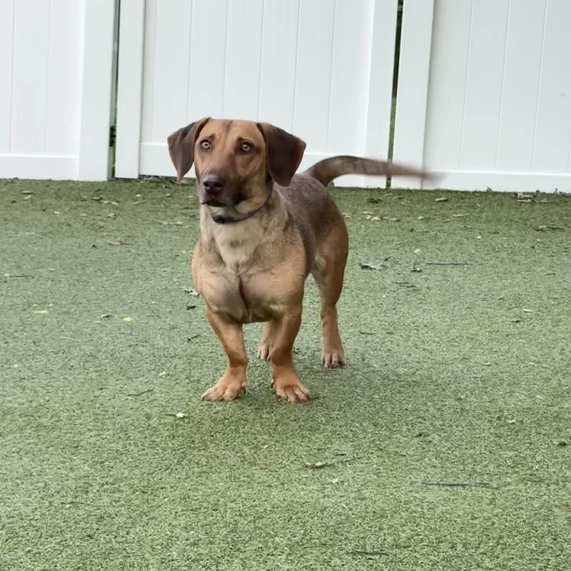 A young small-sized female Dachshund dog named Brenda for adoption in New Bedford, MA