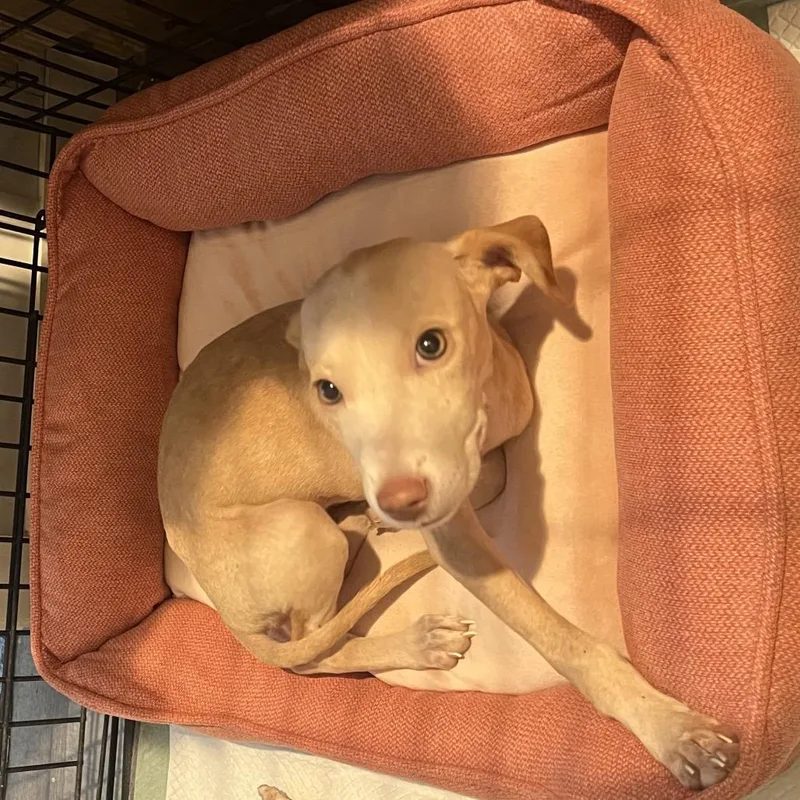A baby medium-sized female Yellow / Tan / Blond / Fawn Blue Lacy dog named Shortbread for adoption in San Antonio, TX