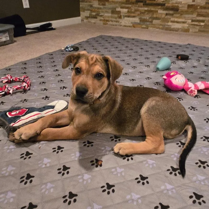 A young medium-sized male Yellow / Tan / Blond / Fawn Labrador Retriever dog named Falcon for adoption in Normal, IL
