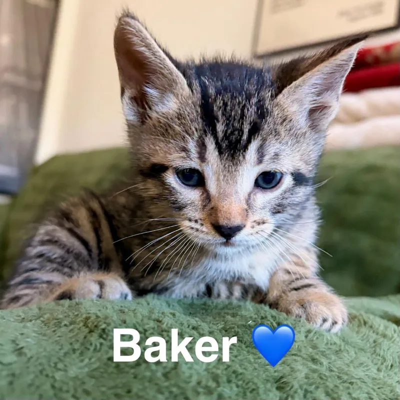 A baby medium-sized male Domestic Short Hair cat named Baker for adoption in San Pedro, CA