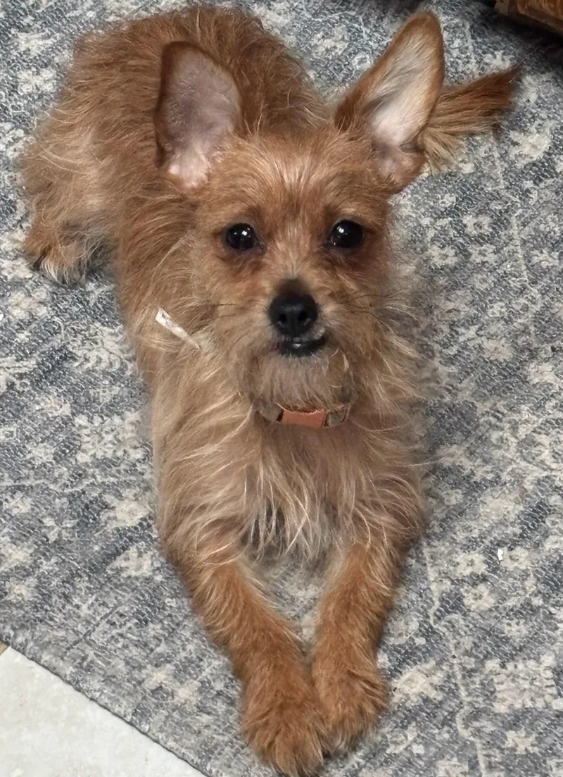 An adult small-sized female Yellow / Tan / Blond / Fawn Chihuahua dog named Ducky for adoption in Garland, TX