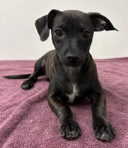 A young small-sized female Chihuahua dog named Sam for adoption in Phoenix, AZ