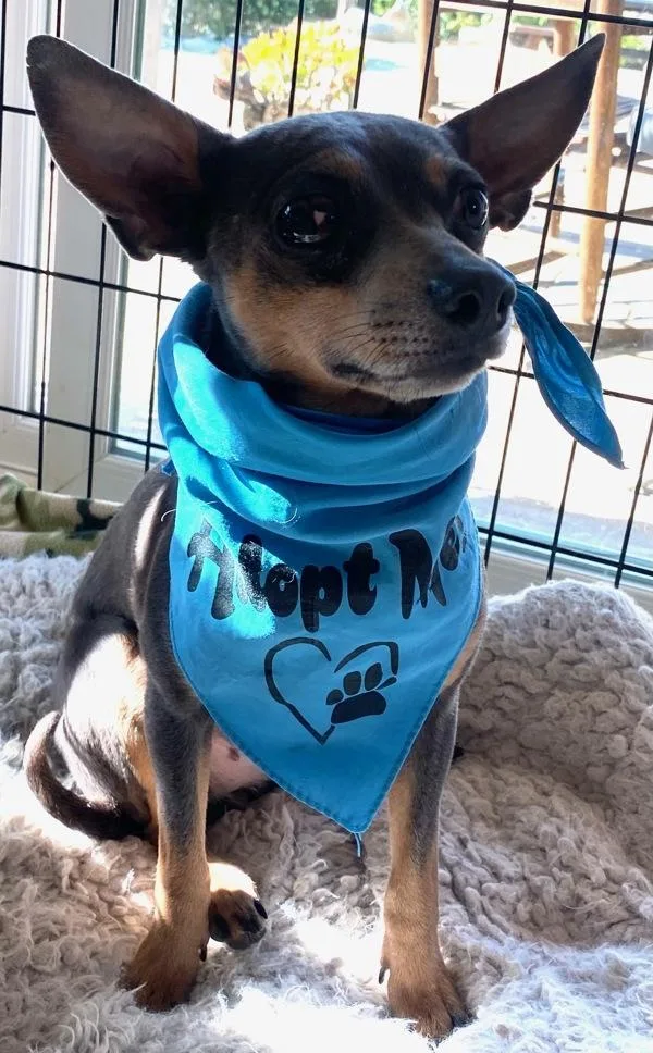 An adult small-sized female Terrier dog named Munro for adoption in San Diego, CA