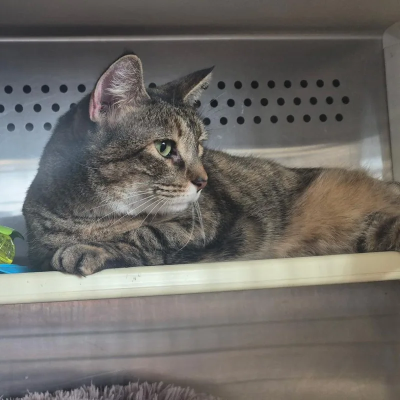 An adult medium-sized male Brown / Chocolate Domestic Short Hair cat named Andy for adoption in Durant, OK
