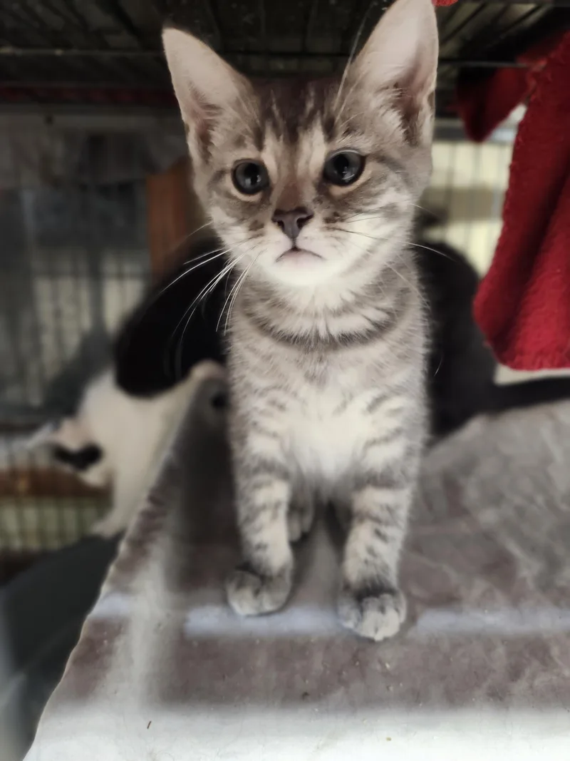 A baby medium-sized male Tabby (Gray / Blue / Silver) Domestic Short Hair cat named Choco Taco for adoption in Cosby, TN