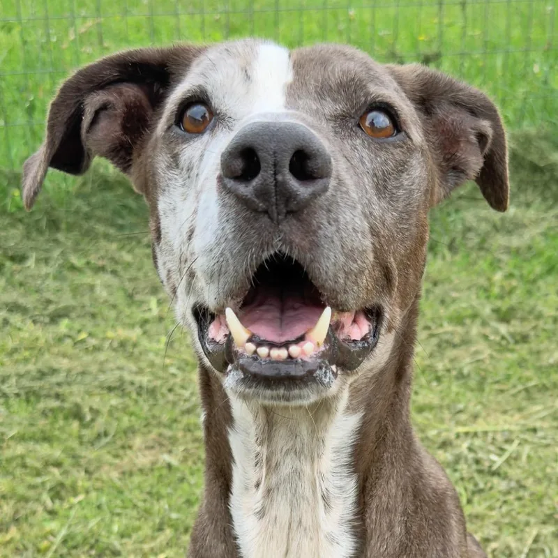 An adult small-sized male Brown / Chocolate Mixed Breed dog named Shadow for adoption in Leander, TX