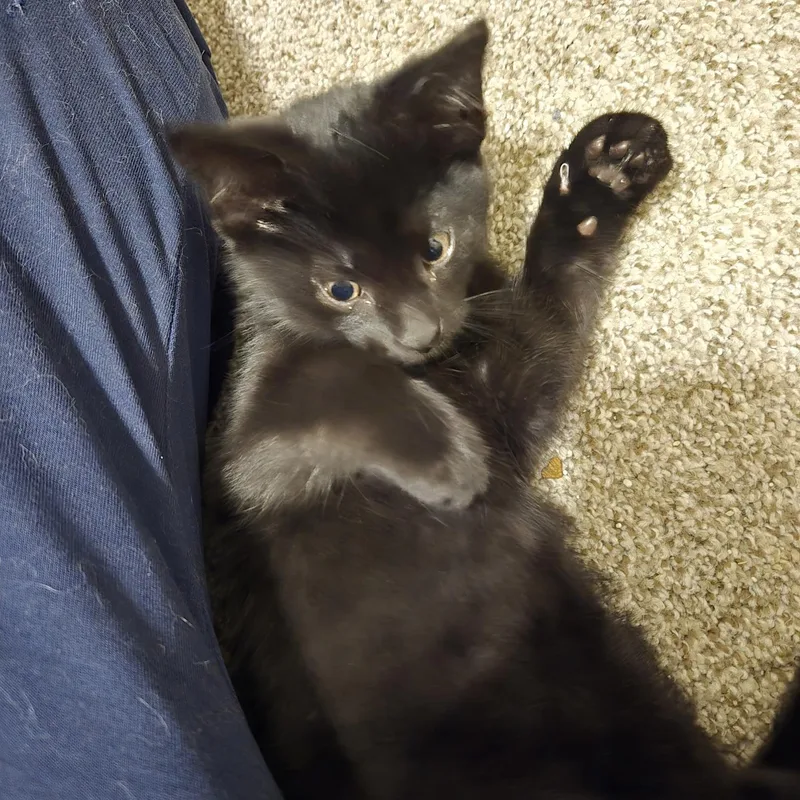 A baby small-sized male Black Domestic Short Hair cat named Shiraz for adoption in Greenwood, IN
