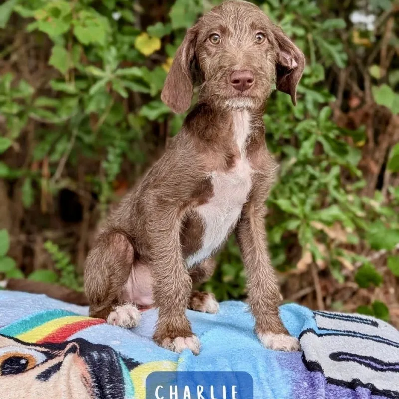 A baby small-sized male Poodle dog named Charlie for adoption in Tyrone, GA