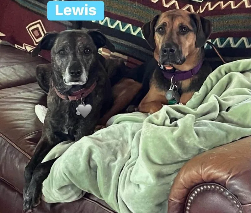 Lewis thumbnail 5