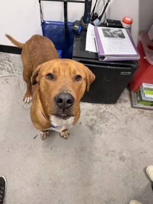 An adult large-sized male Mixed Breed dog named Bronco for adoption in West Chester, PA