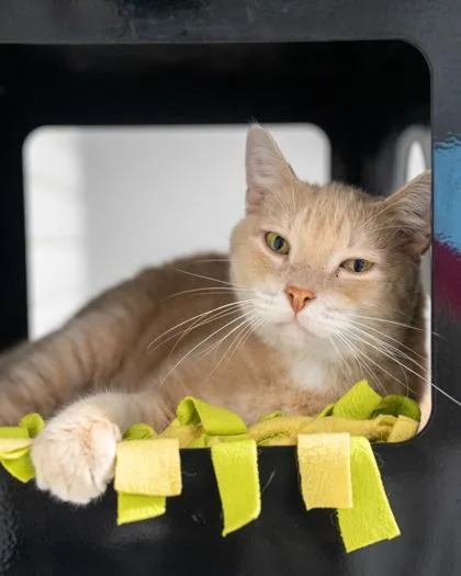 A baby small-sized male Domestic Short Hair cat named Chester for adoption in Pequot Lakes, MN