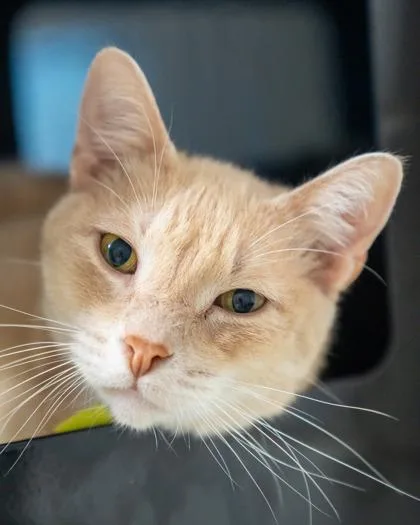 Chester thumbnail 3