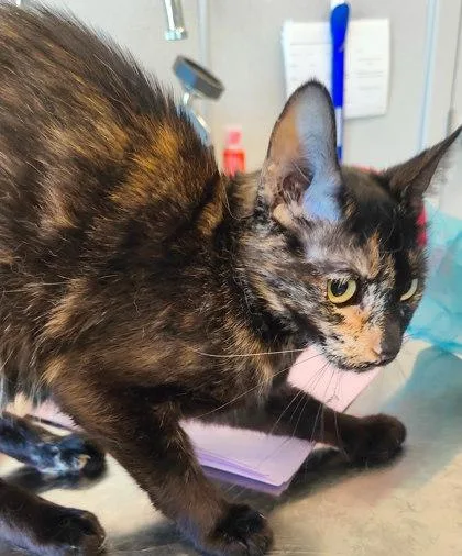 An adult medium-sized female Domestic Short Hair cat named Ocean for adoption in Lafayette, IN