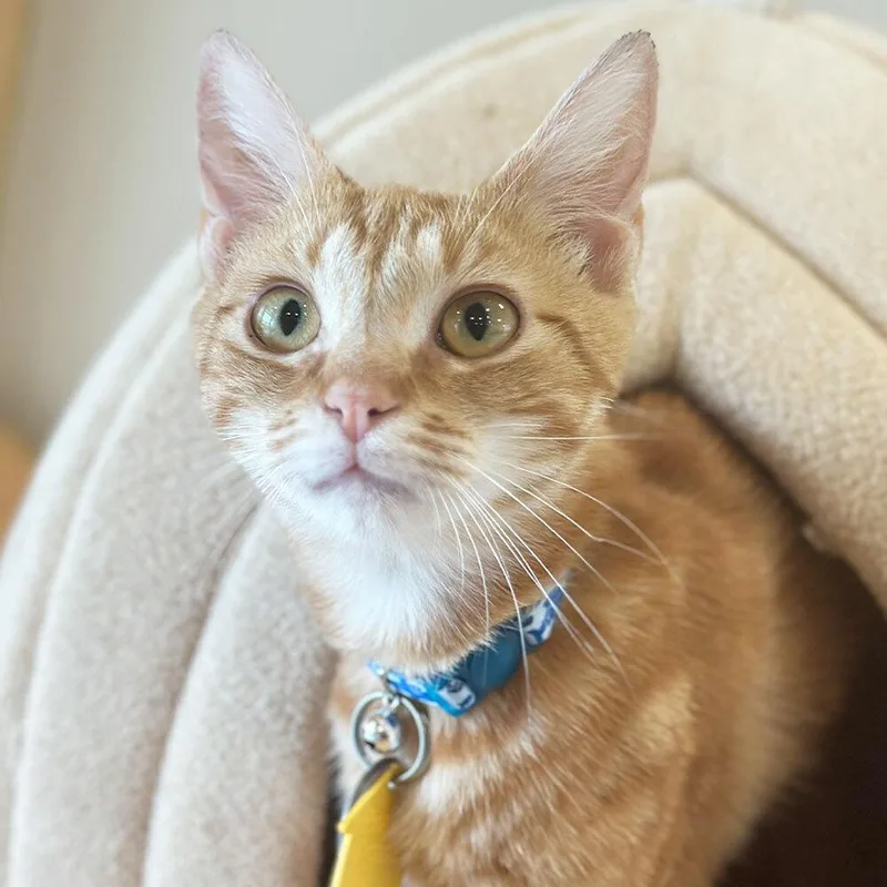 A young small-sized male Domestic Short Hair cat named Walter for adoption in Port Washington, NY