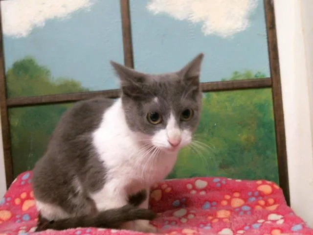 A young medium-sized female Domestic Short Hair cat named Janine for adoption in Houston, TX