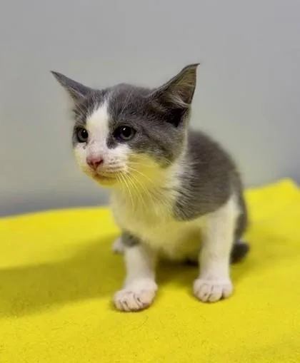 A baby small-sized male Gray & White Domestic Short Hair cat named Carnelian At Petsmart In for adoption in Bishop, GA
