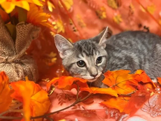 A baby small-sized male Domestic Short Hair cat named Giovanni for adoption in Fairfield, CA