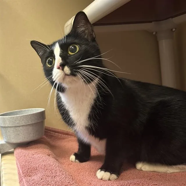 A young medium-sized female Domestic Short Hair cat named Kehlani for adoption in Lincolnton, NC