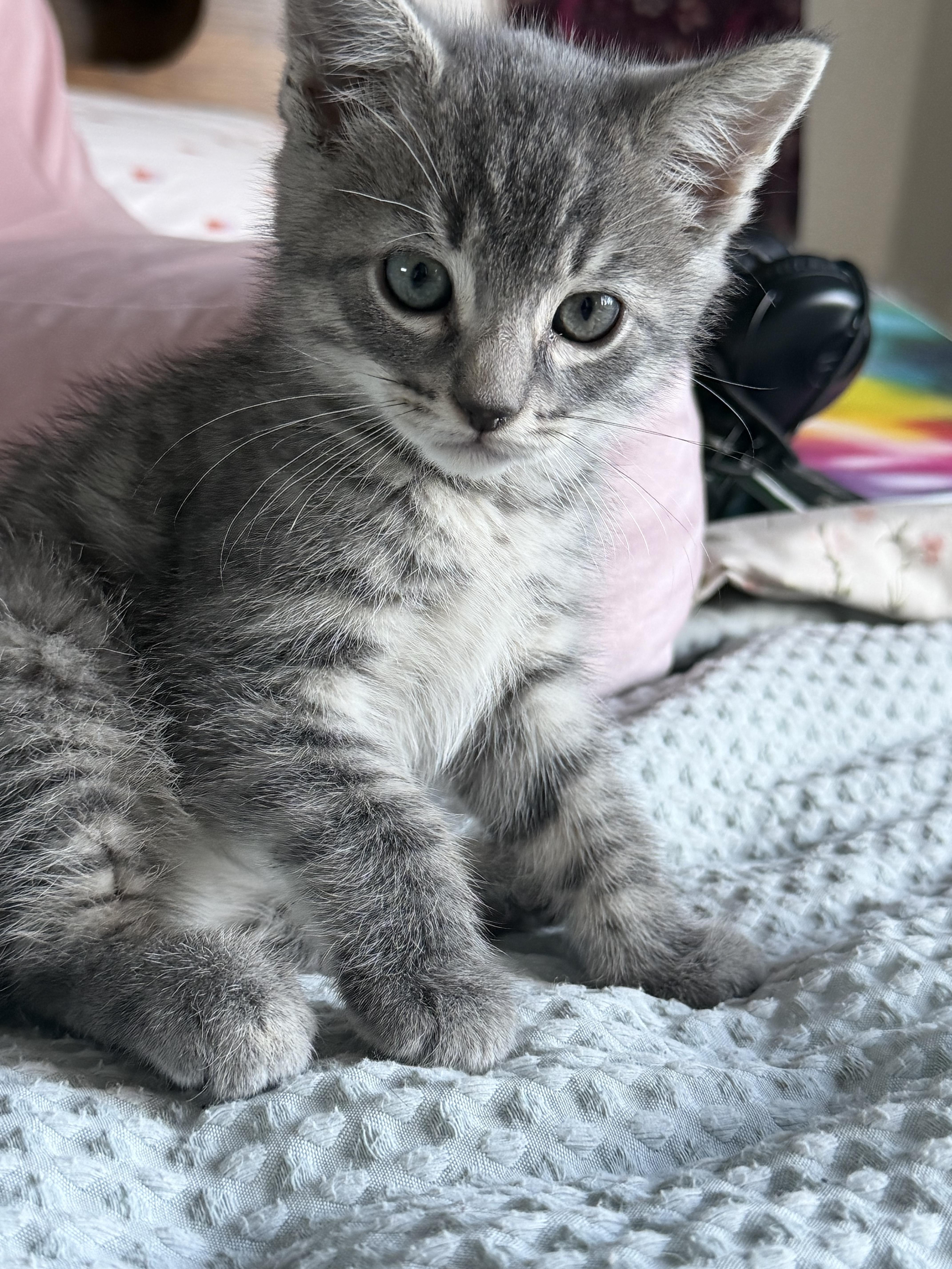 A baby large-sized male Domestic Short Hair cat named Carl for adoption in Penryn, CA