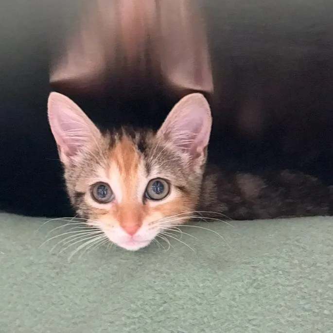 A baby small-sized female Calico Domestic Short Hair cat named Giselle for adoption in Charlottesville, VA