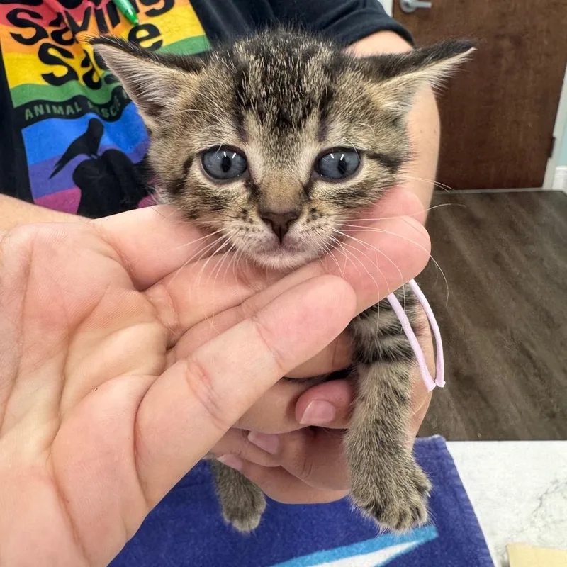 A baby small-sized female Brown / Chocolate Domestic Short Hair cat named Sashimi for adoption in Hamburg, NY