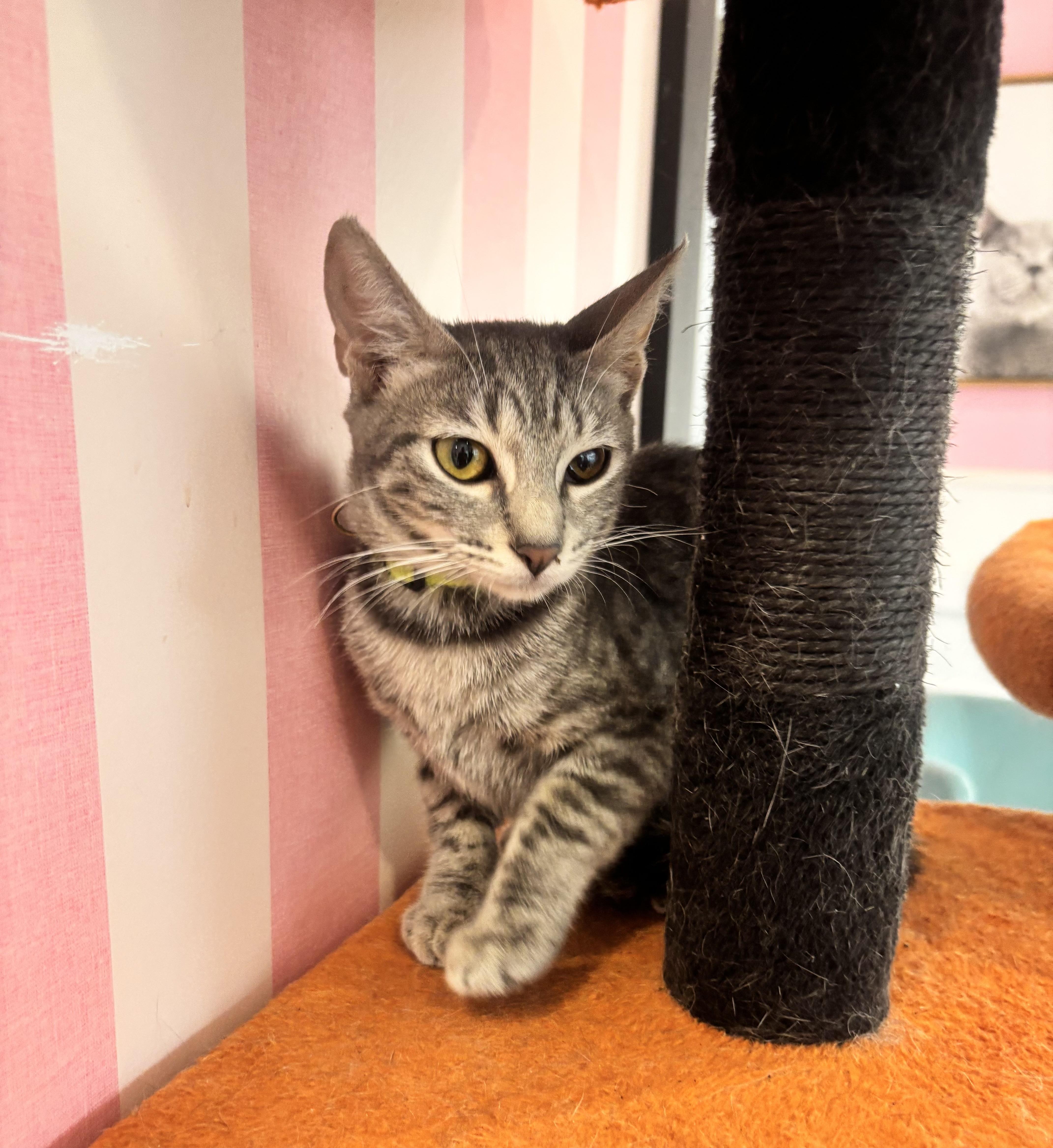 A young small-sized female Tabby (Gray / Blue / Silver) Domestic Short Hair cat named Harley for adoption in Whittier, CA